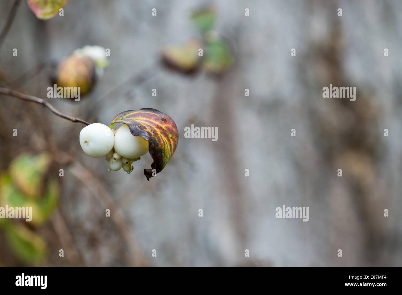 Symphoricarpos albus. Snowberry comune in autunno Foto Stock