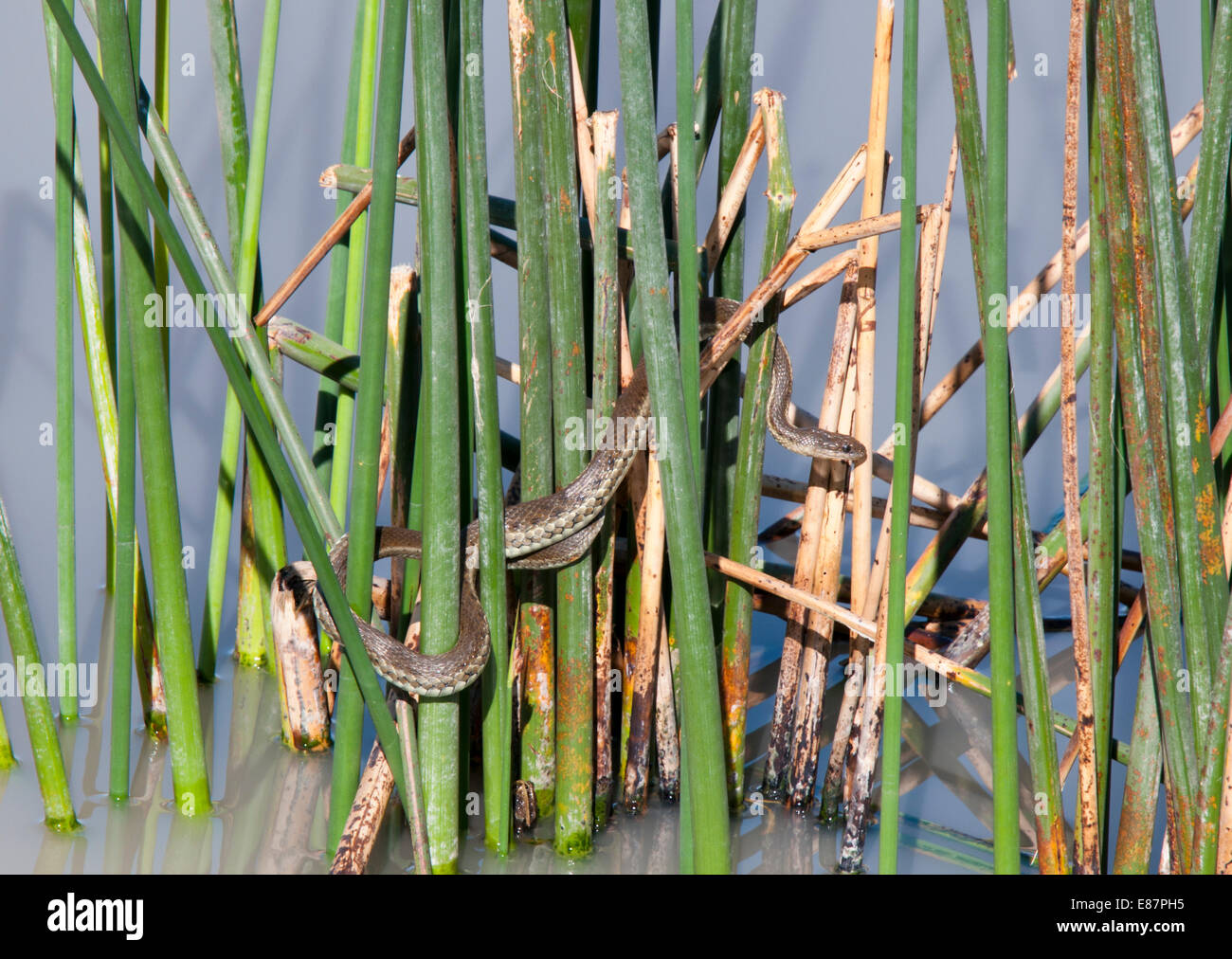 Due strisce Gartersnake nel canneto dal lato della strada in Lago Cuitzeo, Messico Foto Stock