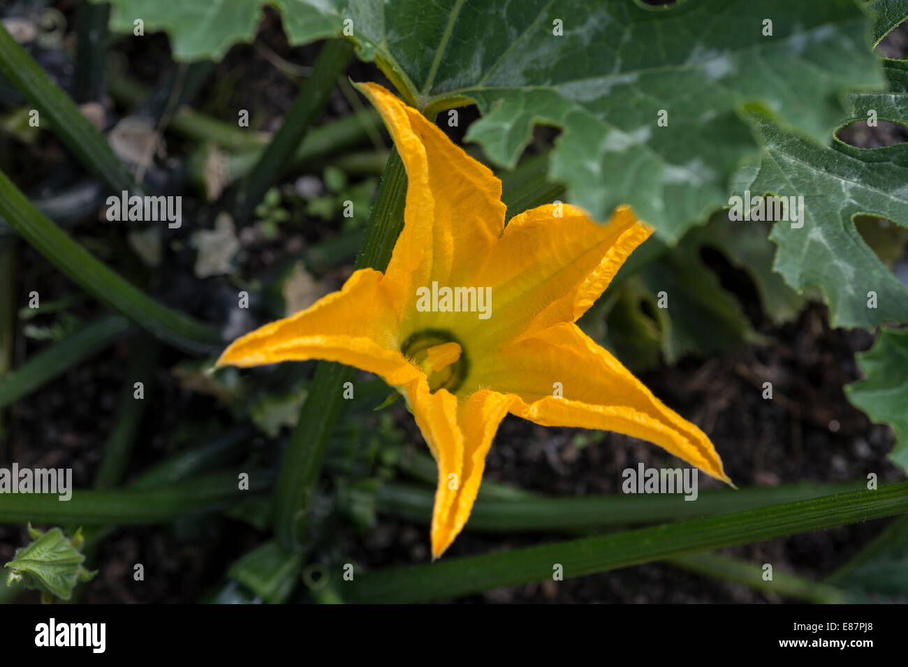 La zucchina flower garden Eden Project giardino Cornwall Inghilterra UK Europa Agosto Foto Stock