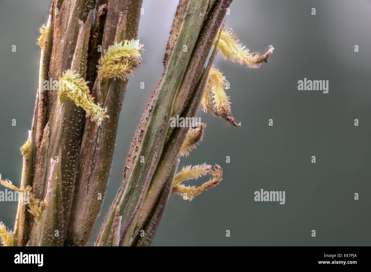Spartina ibrido, comunemente noto come cordgrass o corda-erba, con visibile cristals di sale fiori di Gann, Salt Marsh Pembroksh Foto Stock
