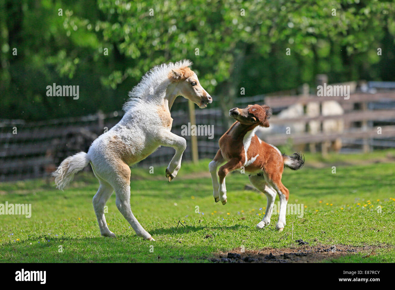 Riproduzione di puledri, American cavalli in miniatura, Germania Foto Stock