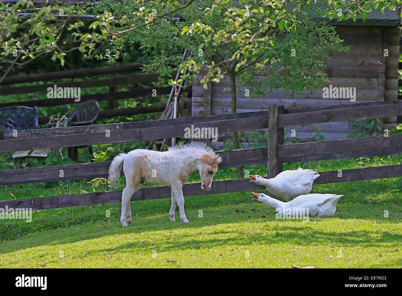 Americano di cavalli in miniatura puledro in contrasto con oche, Germania Foto Stock