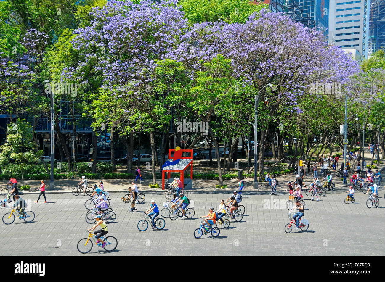 I ciclisti su strada principale Paseo de Reforma, nella parte anteriore della fioritura degli alberi di jacaranda, auto-free Domenica, Città del Messico Foto Stock