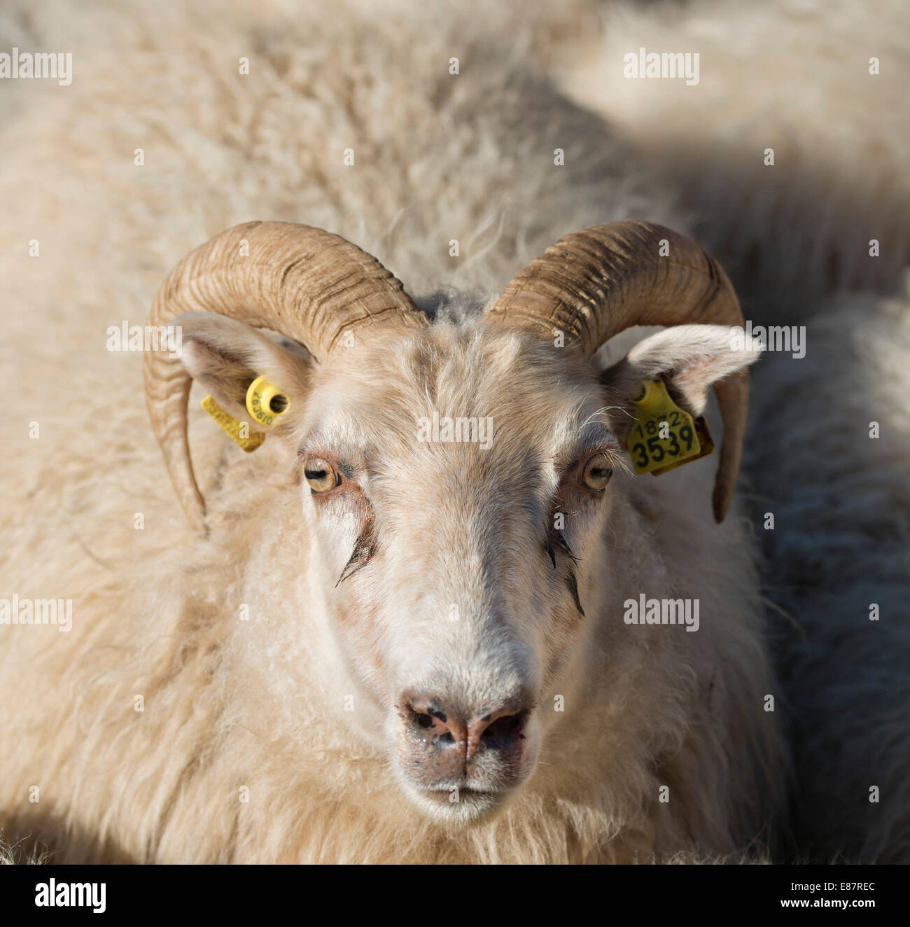 Pecora con marchi auricolari, transumanza ovina, vicino Höfn, Islanda Foto Stock