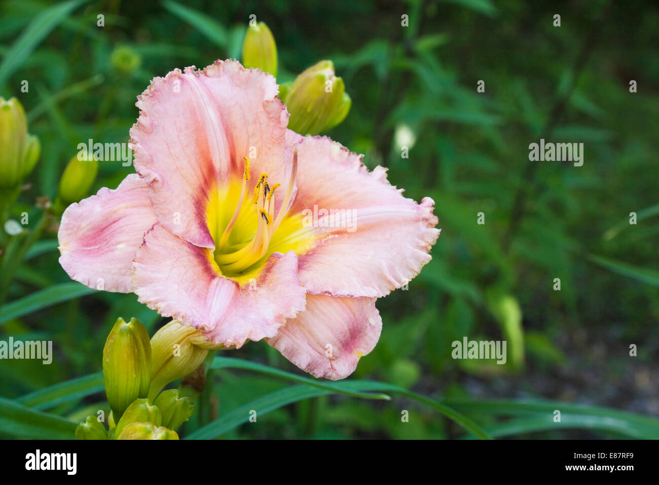 Salmone, di rosso e di giallo ibrido (daylily Hemerocallis), Quebec, Canada Foto Stock