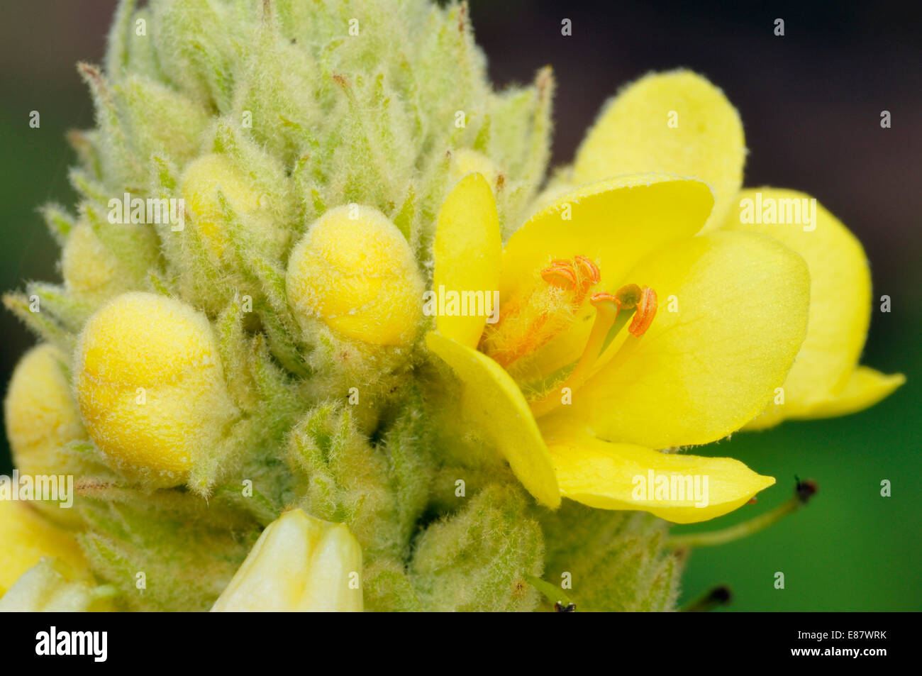Grande Mullein - Molène thapsus Closeup di fiore Foto Stock