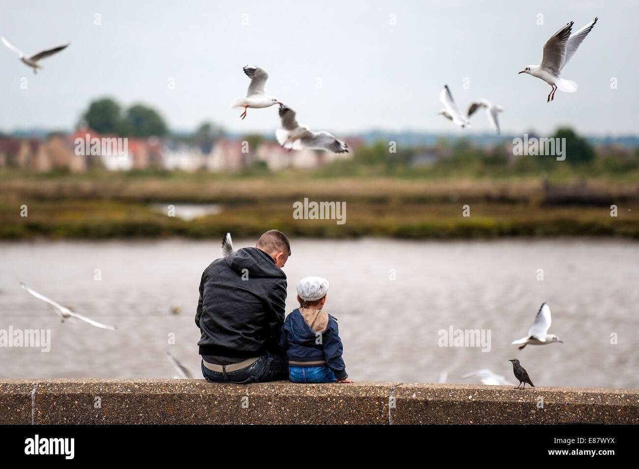 Un padre e figlio alimentazione di gabbiani sul fiume Blackwater in Essex. Foto Stock