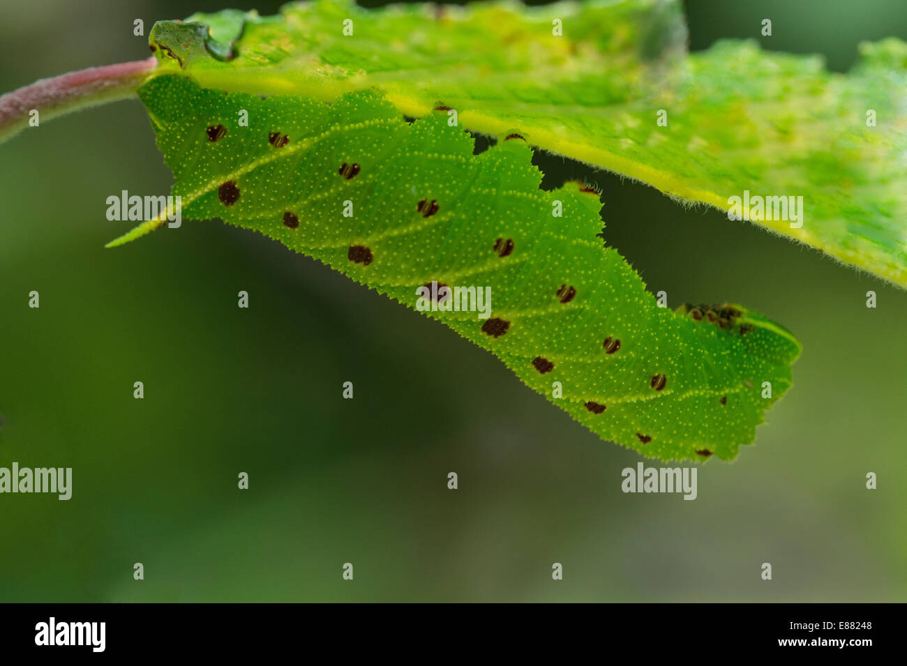 Il PIOPPO hawkmoth (Laothoe populi) larva riposo sotto la foglia Llanymynech Wales UK Europa Agosto Foto Stock