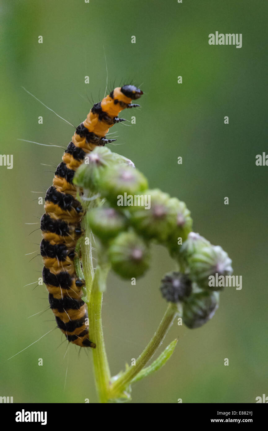 Il cinabro (Tyria jacobaeae) moth larva stiramento verso l'alto Llanymynech, Wales, Regno Unito, Europa, Agosto Foto Stock