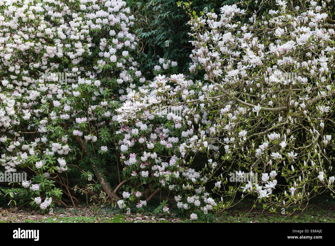 Giardino del castello di Caerhays, Cornovaglia, in primavera. Una magnolia soulangeana in piena fioritura Foto Stock