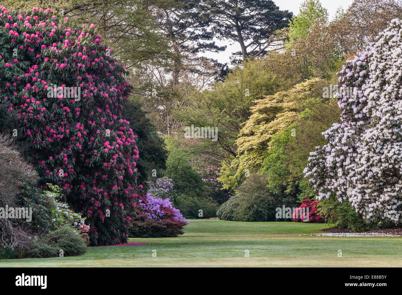 Trewithen gardens, Truro, Cornwall, Regno Unito. Banche di rododendri linea il prato principale in primavera Foto Stock