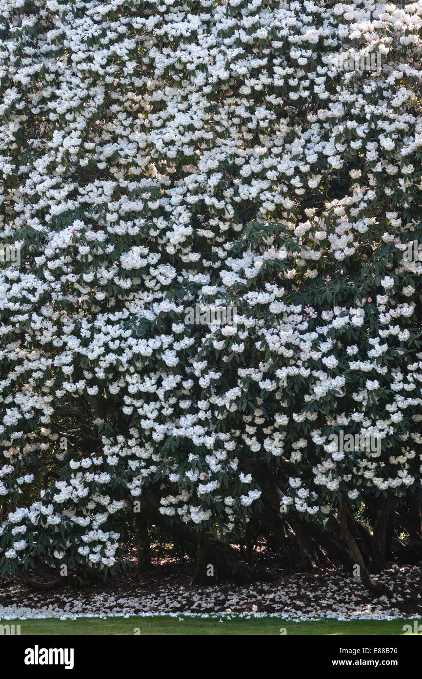Trewithen Gardens, Truro, Cornovaglia, Regno Unito. Il giardino è pieno di spettacolari rododendri e azalee in primavera Foto Stock