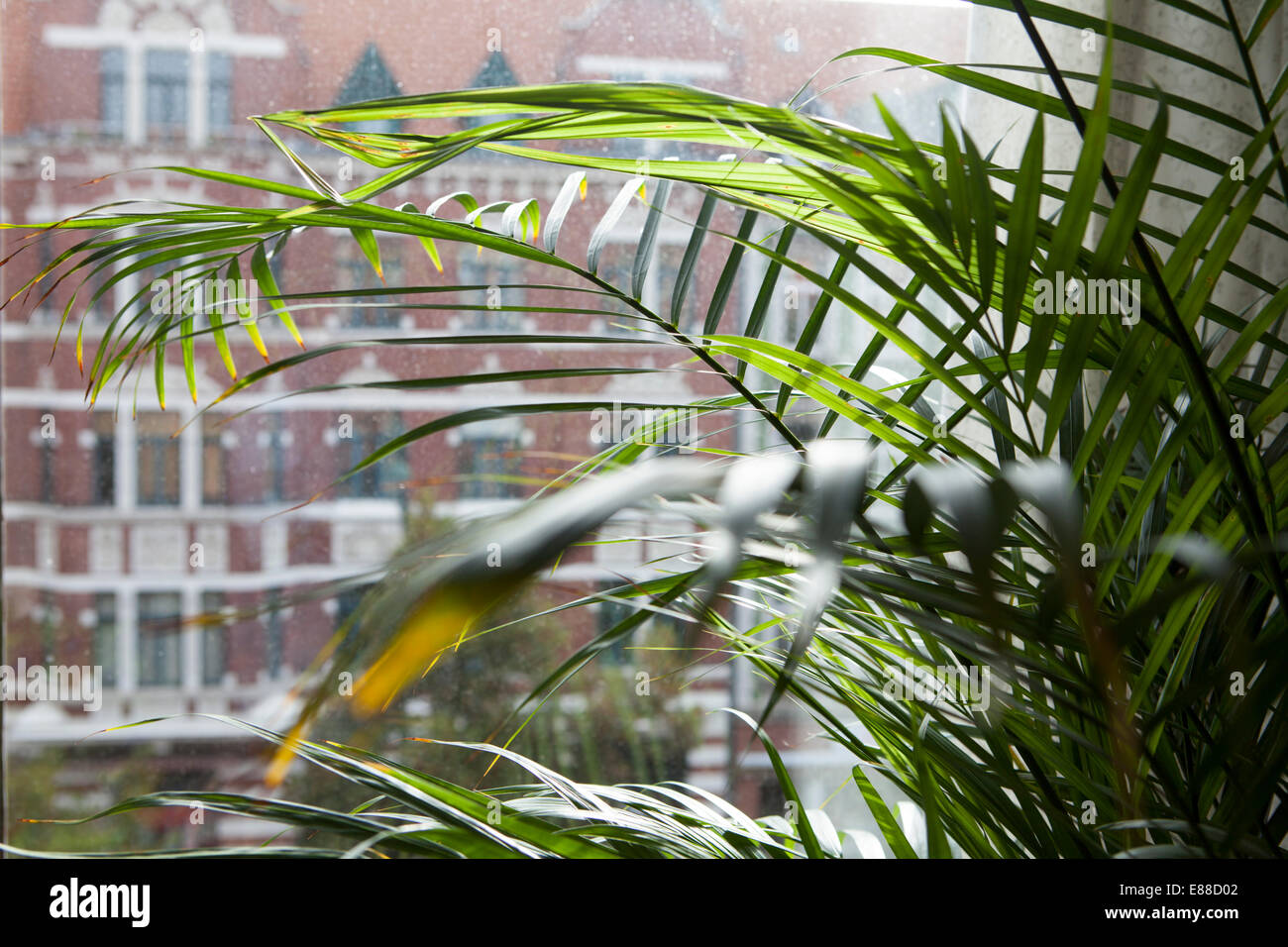 Vista attraverso una finestra sporca riquadro, Lindener marketplace, Hannover, Bassa Sassonia, Germania, Europa Foto Stock