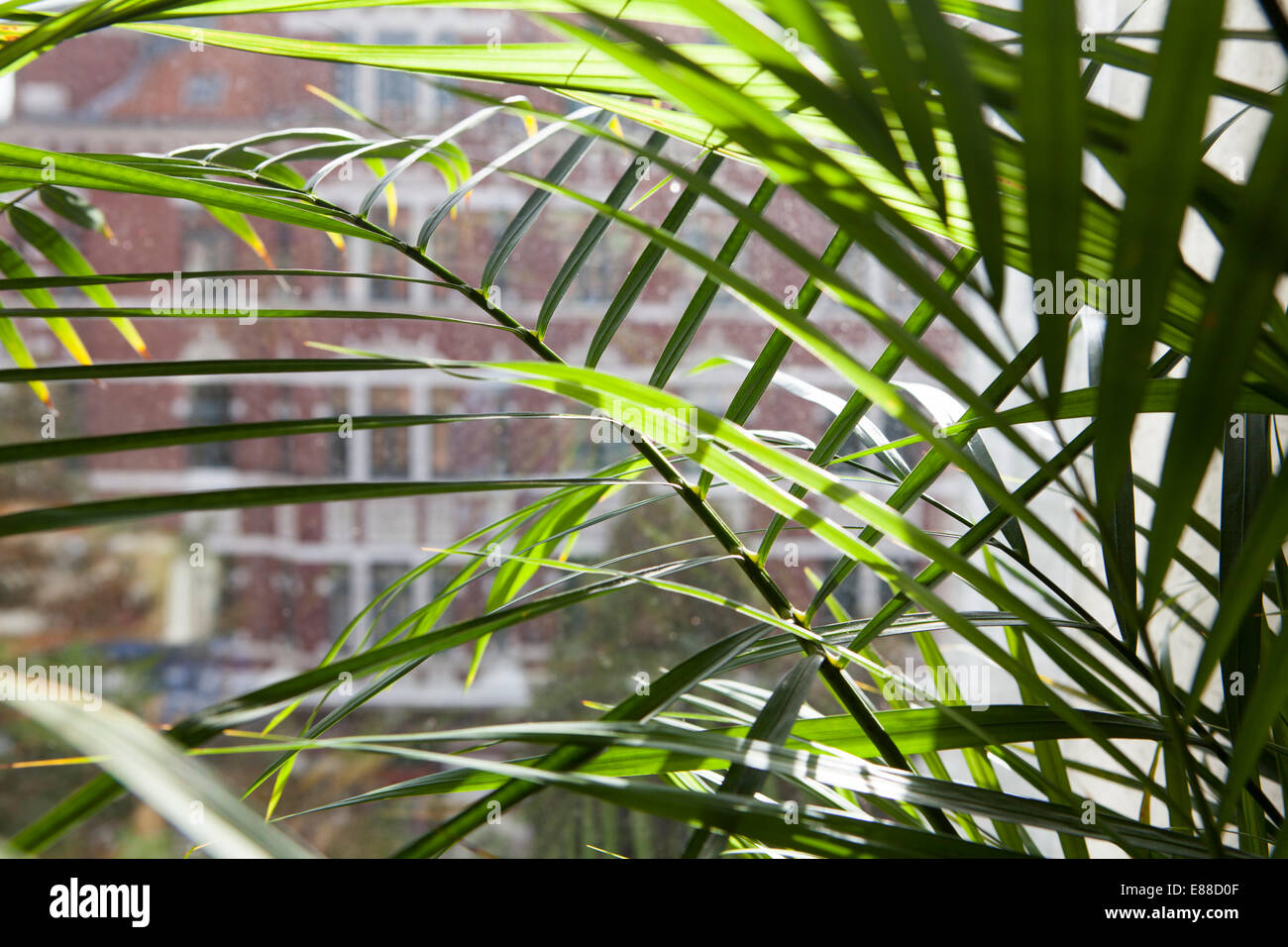 Vista attraverso una finestra sporca riquadro, Lindener marketplace, Hannover, Bassa Sassonia, Germania, Europa Foto Stock