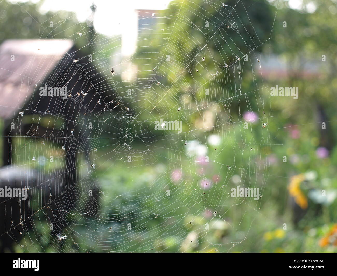 Spider Web e piccole mosche. Foto Stock