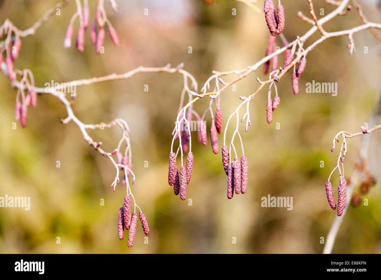 amenti di ontano Foto Stock