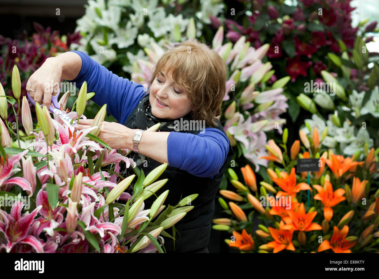 25/4/12 la molla di Harrogate Flower Show 2012 Foto Stock