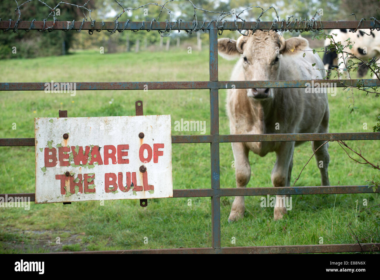 Diffidate di bull di segnaletica in East Sussex. Foto Stock