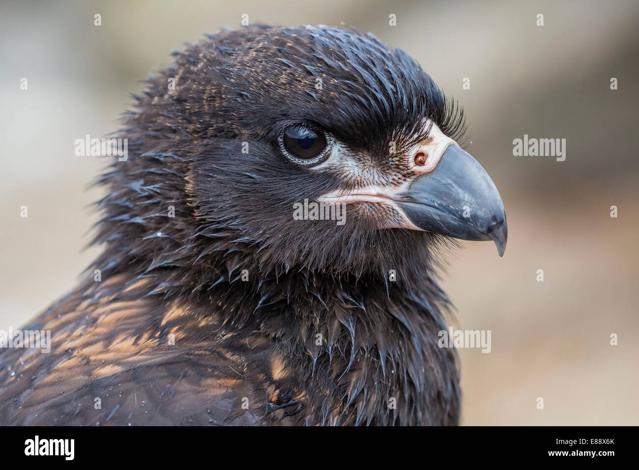 Adulto caracara striato (Phalcoboenus australis), Steeple Jason Island, a ovest delle Isole Falkland, Regno Unito protettorato d'oltremare Foto Stock