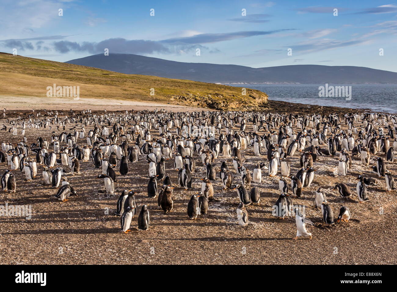 Adulto pinguini Gentoo (Pygoscelis papua) piume muta a Saunders Island, West Isole Falkland, Regno Unito protettorato d'oltremare Foto Stock