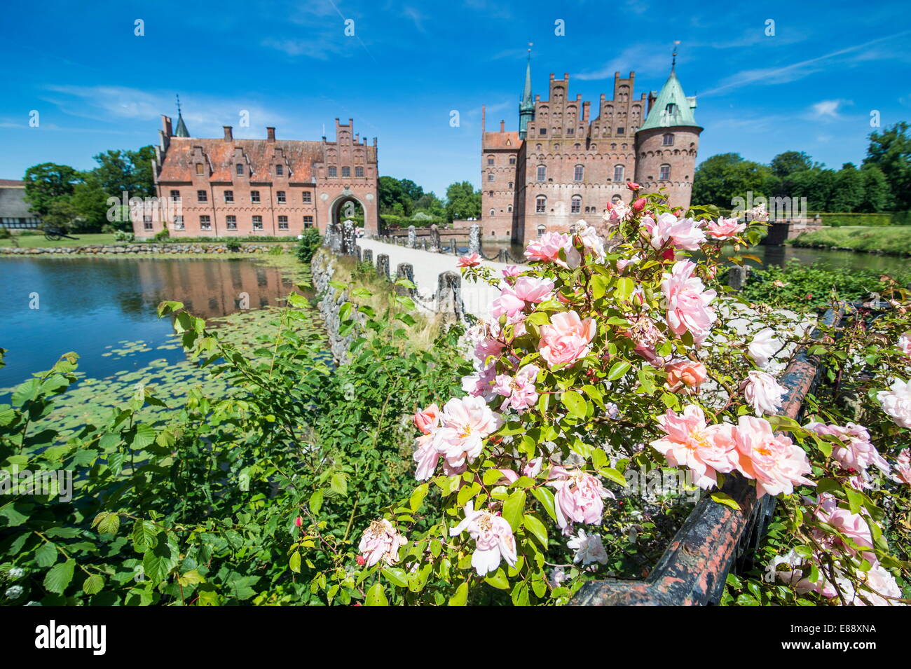 Le rose che fiorisce in parte anteriore del castello Egeskov, Danimarca, Scandinavia, Europa Foto Stock