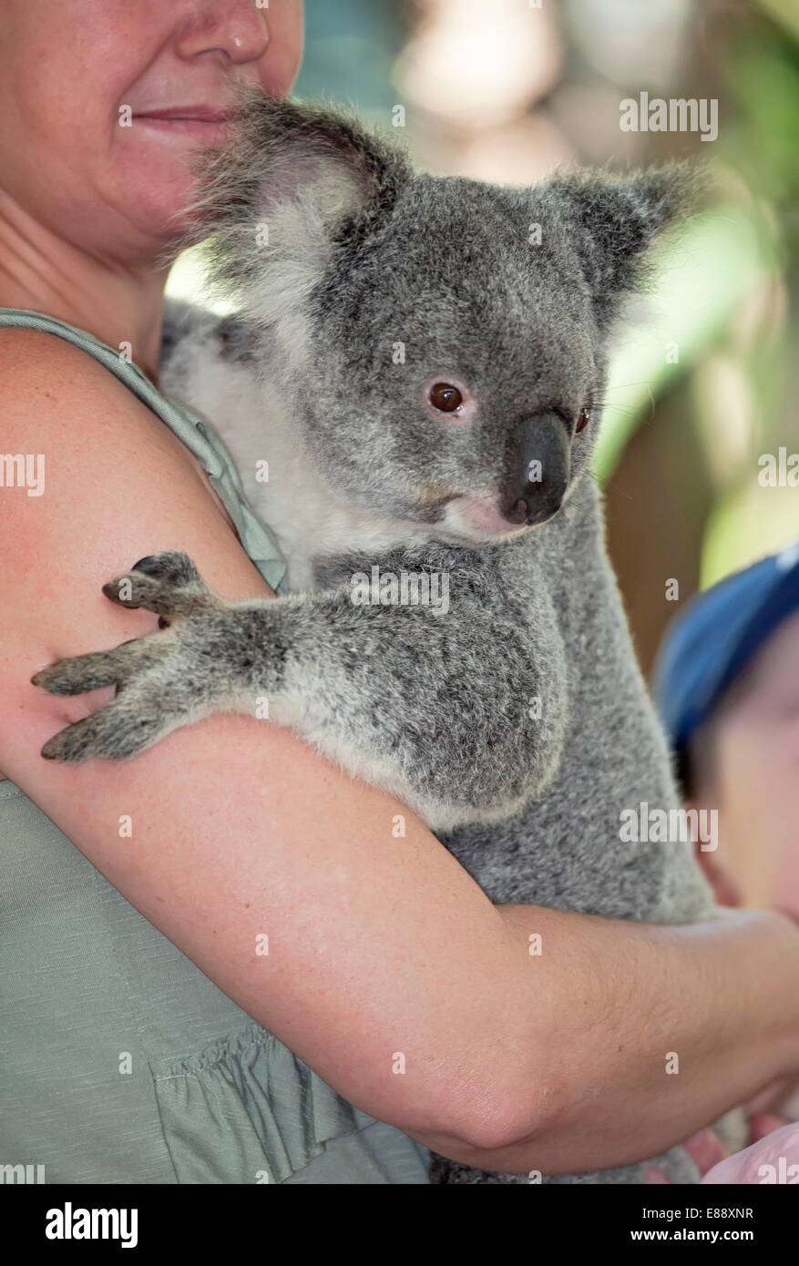 Il Koala abbracciando (Phascolarctos Cinereous), Lone Pine Koala Sanctuary, Brisbane, Queensland, Australia Pacific Foto Stock