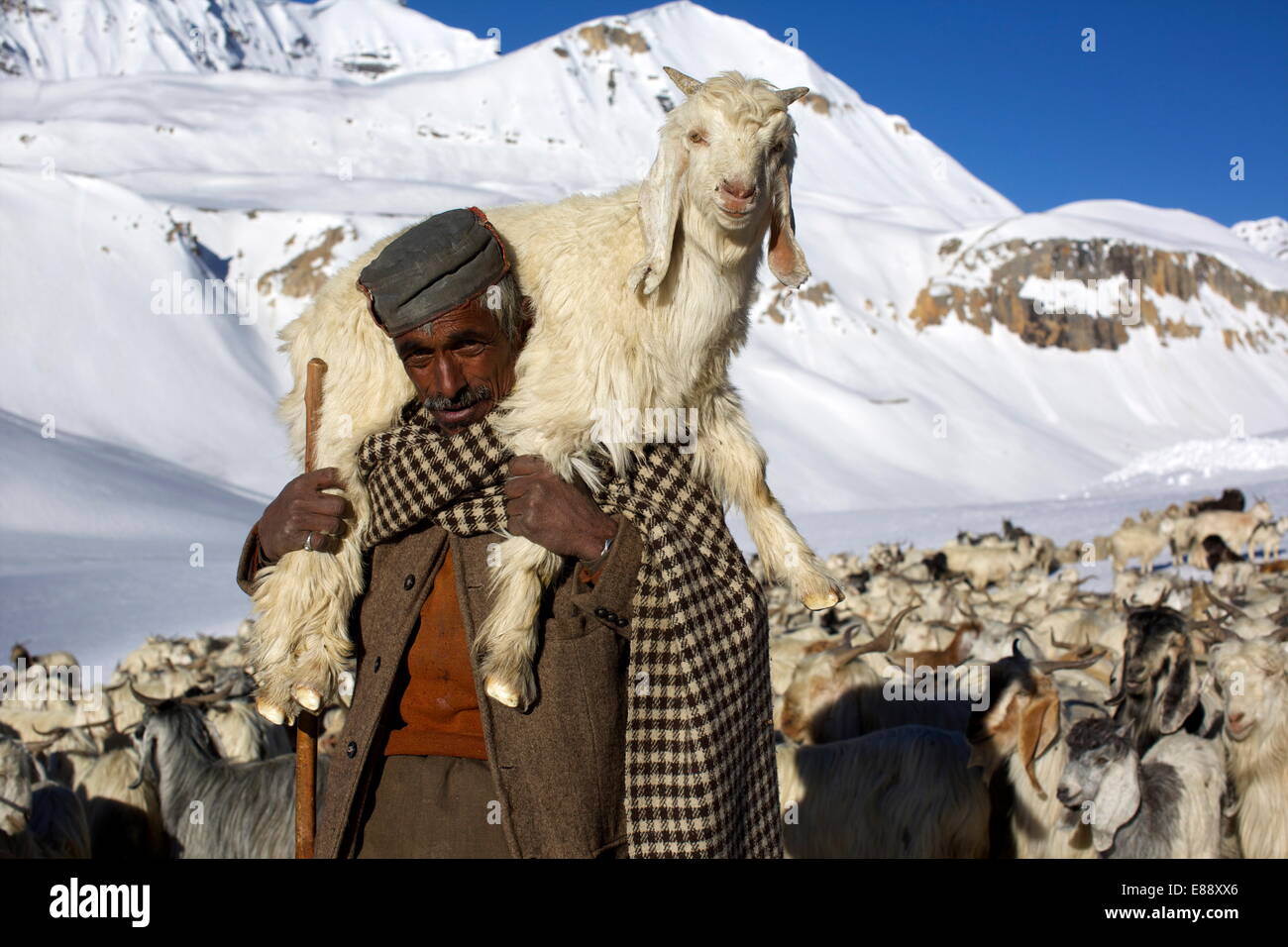 Un pastore e allevamento in cima Baralacha pass, Himalaya Autostrada, strada da Manali a Leh, India, Asia Foto Stock