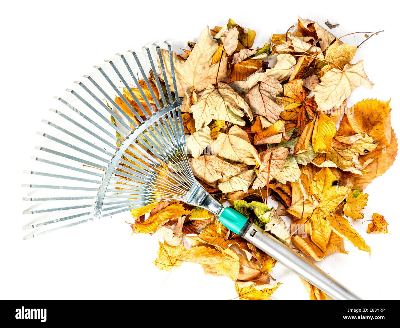 Pila di morti cadono le foglie spazzato dalla ventola in metallo rastrello shot su bianco Foto Stock