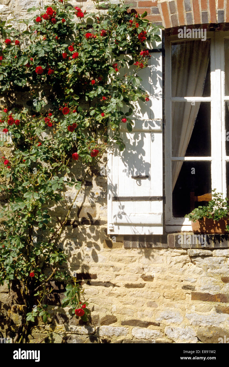 Close-up di red rose rampicanti su casa francese con persiane bianche sulla finestra Foto Stock