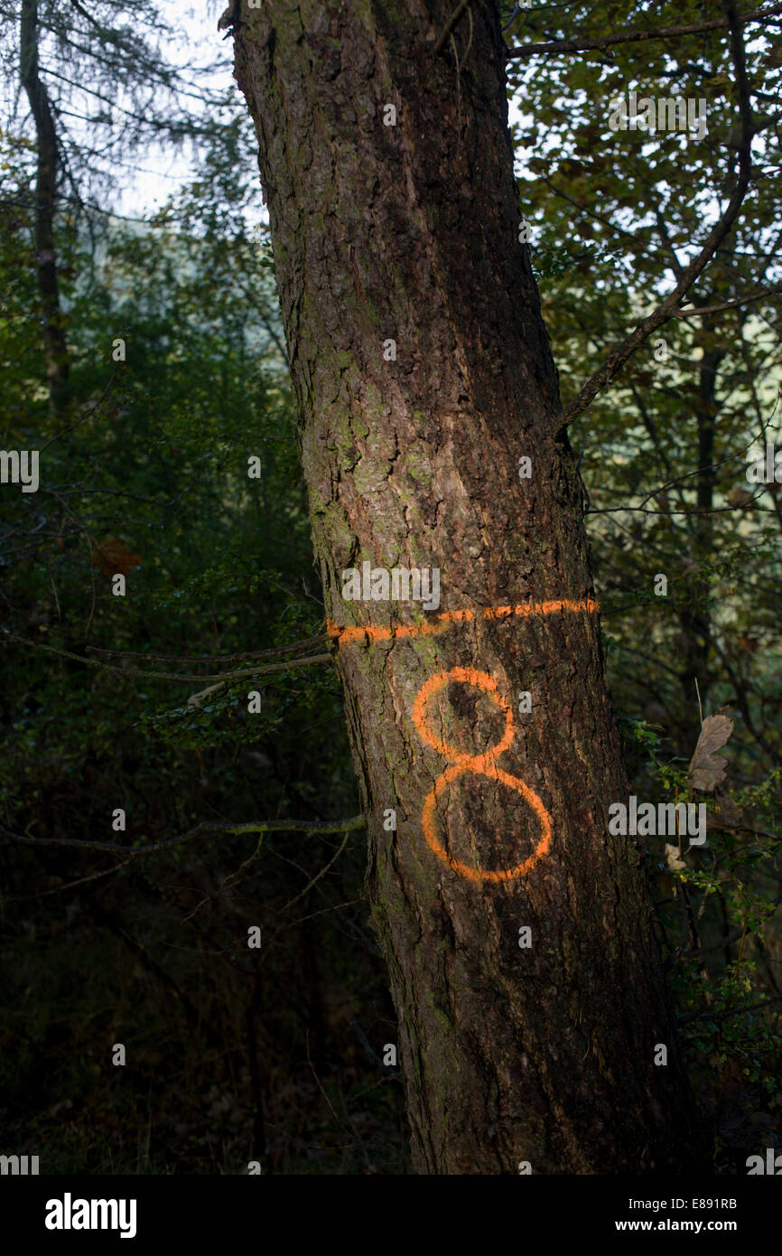 Il numero 8 è stata spruzzata in un aerosol sulla corteccia di albero per identificare la loro posizione in un inglese di legno. Foto Stock