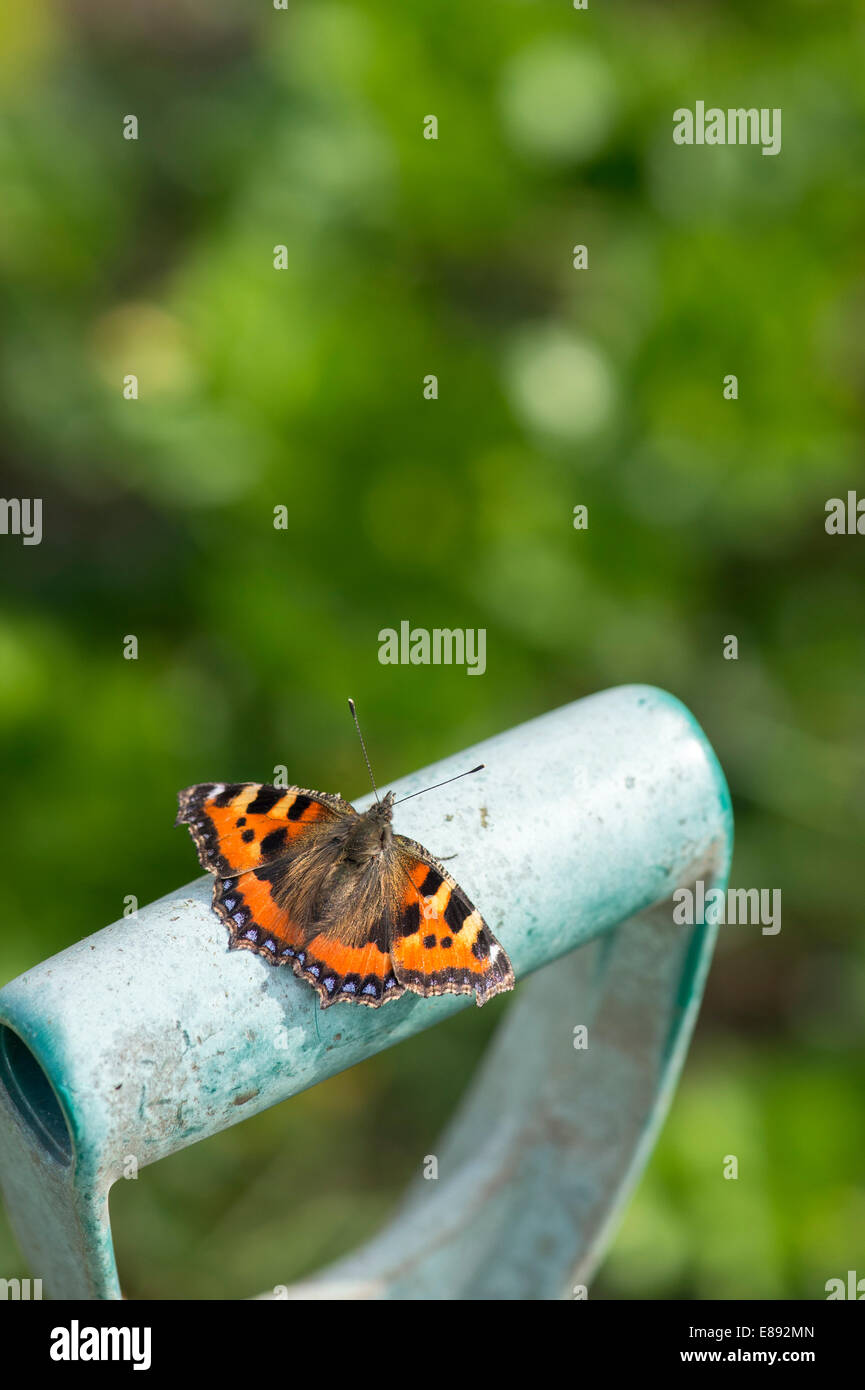 Aglais urticae. Piccola Tartaruga butterfly su un giardino forcella maniglia. Regno Unito Foto Stock