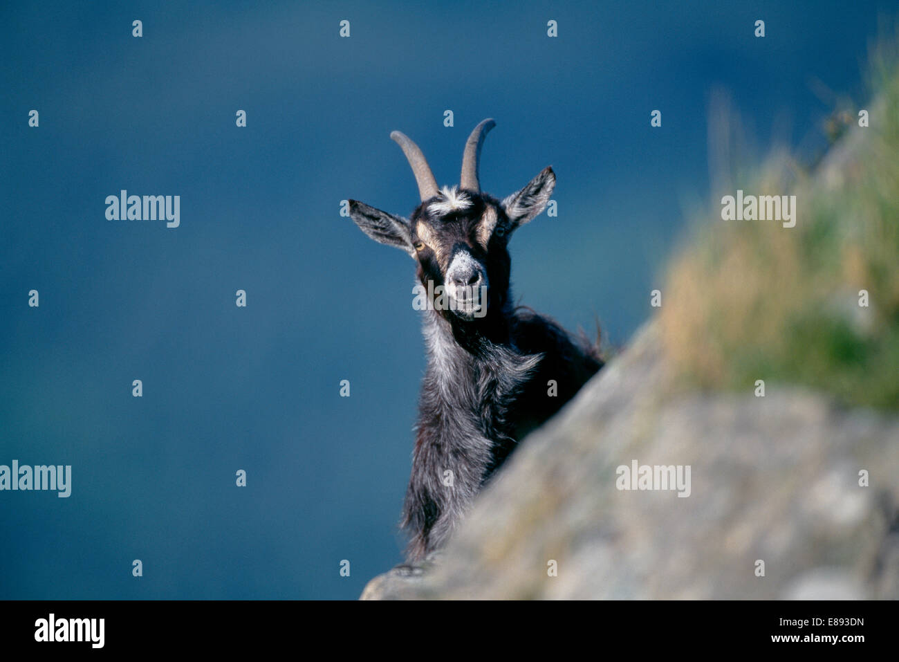 Capra - Capra hircus Foto Stock