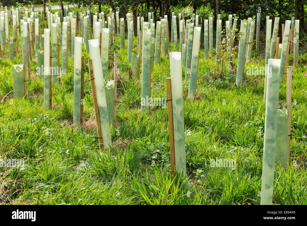 Giovani alberi piantati in righe e coltivate all'interno di protezione tubi in plastica chiamato TREESHELTERS O TUBI TULEY Foto Stock
