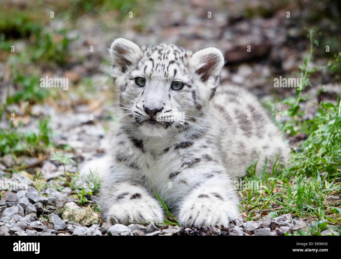 Un lone snow leopard cub giacente a terra mentre guardando i dintorni. Foto Stock