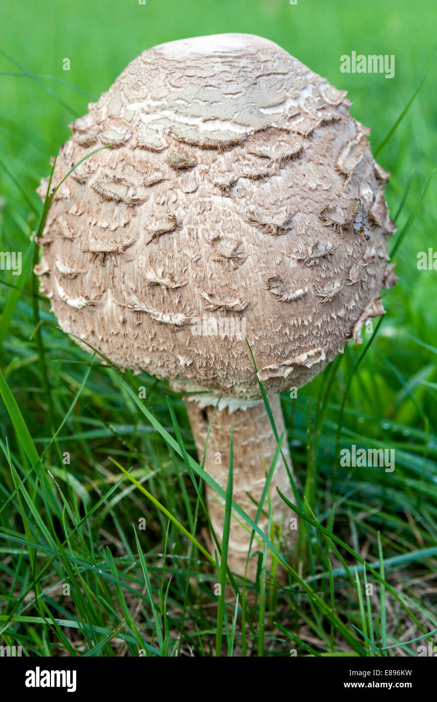 Funghi Macrolepiota procera Parasol, eccellenti funghi commestibili in prato prato erboso, giardino di funghi in crescita Foto Stock