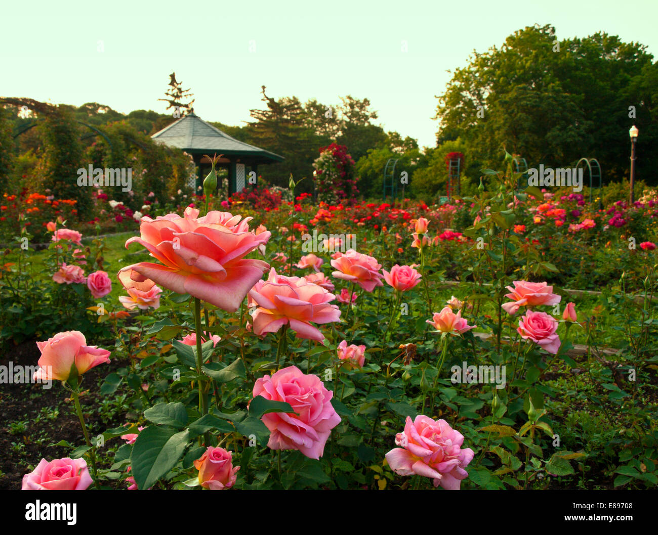 Formale di rose garden Foto Stock