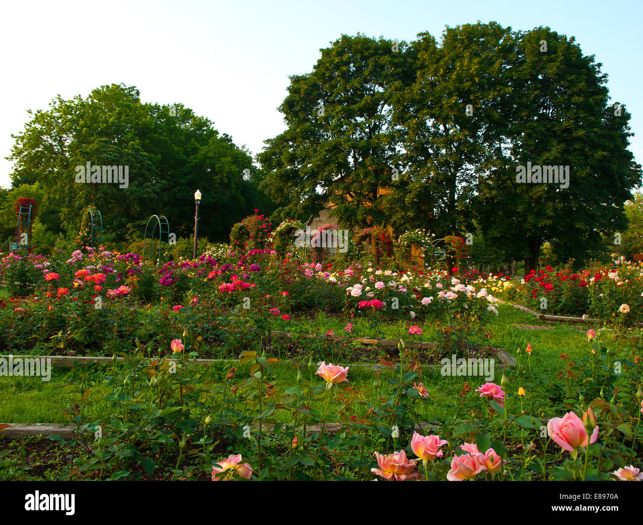 Formale di rose garden Foto Stock