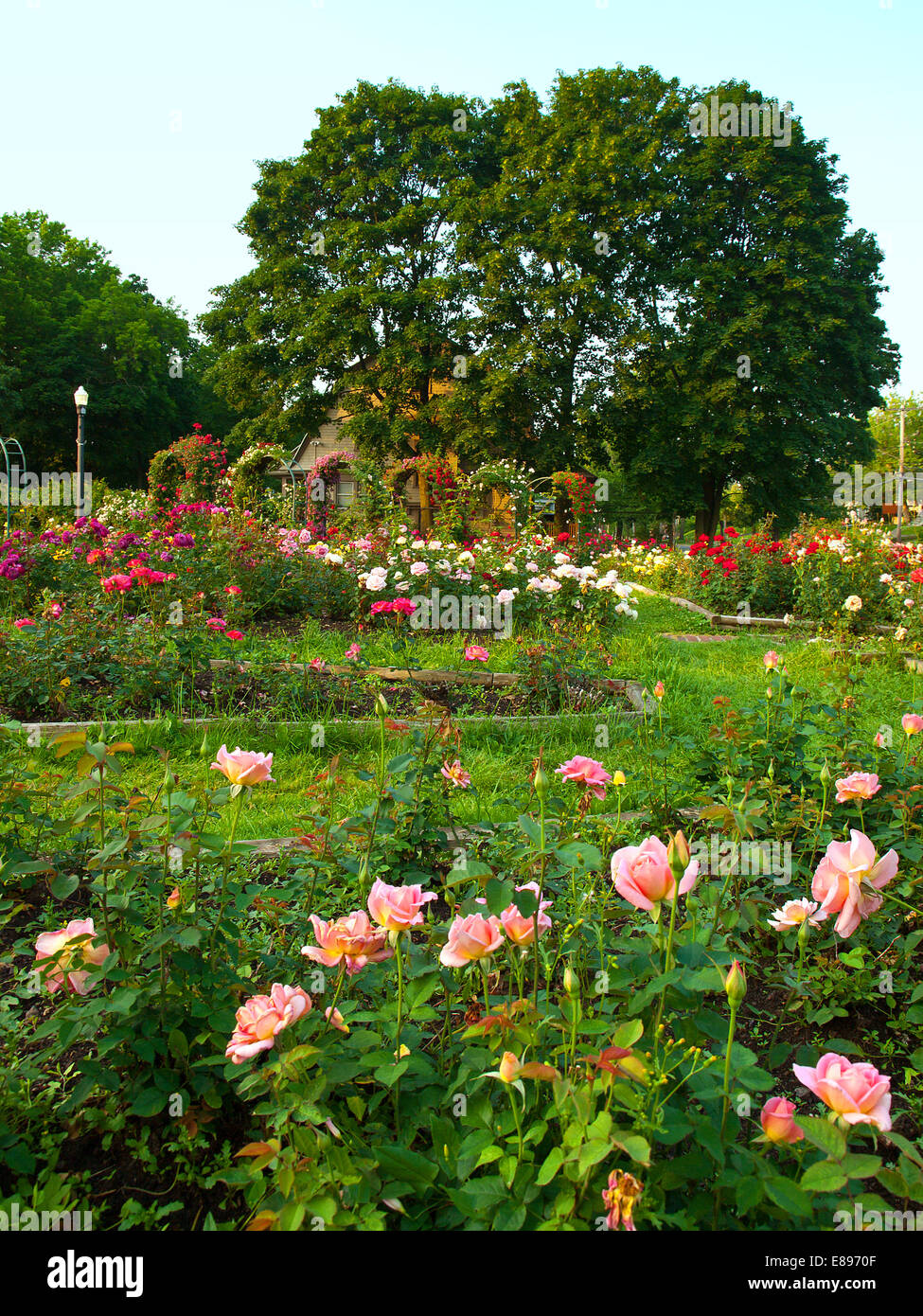 Formale di rose garden Foto Stock