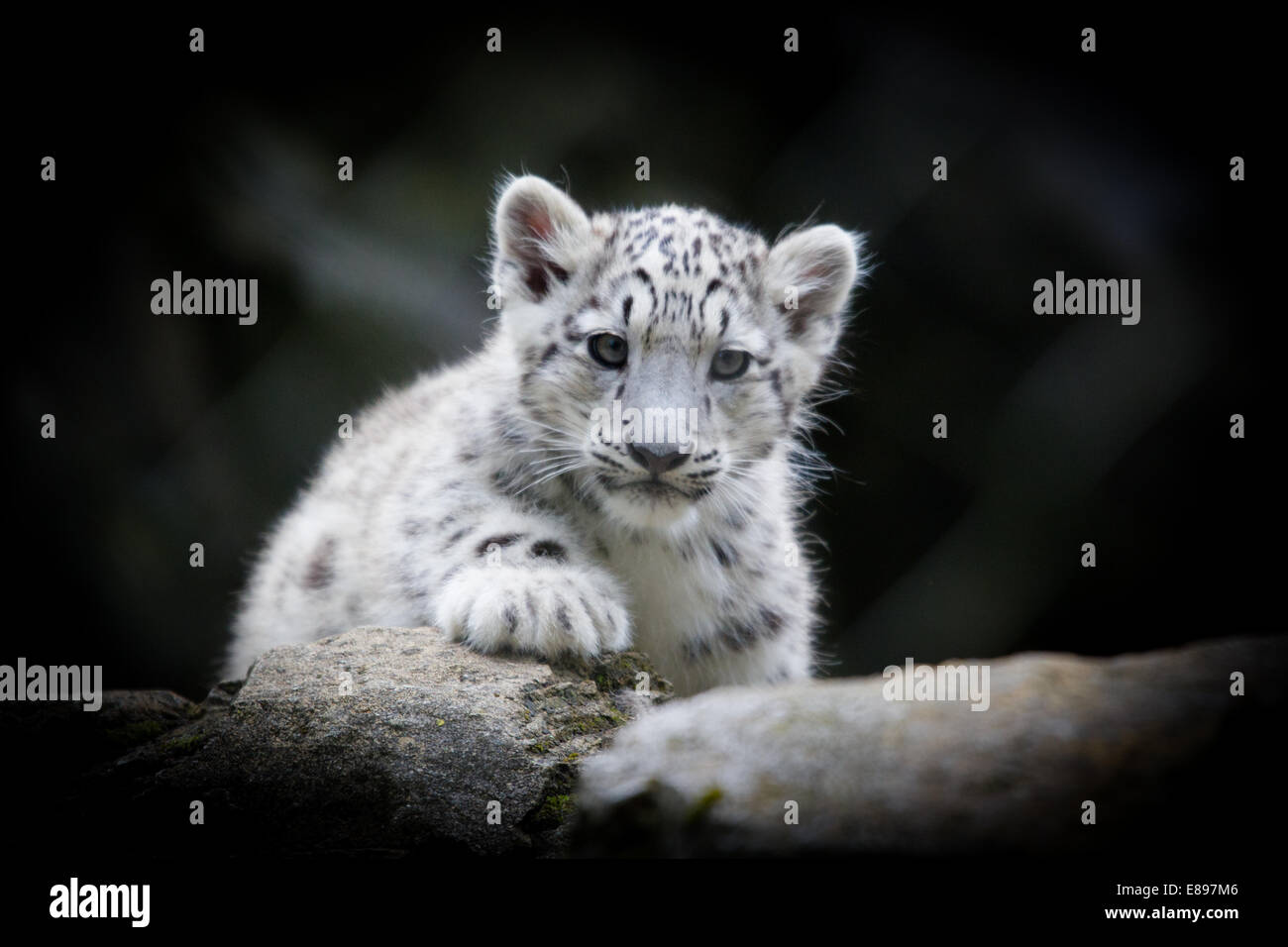 Yound snow leopard cub sul prowl Foto Stock