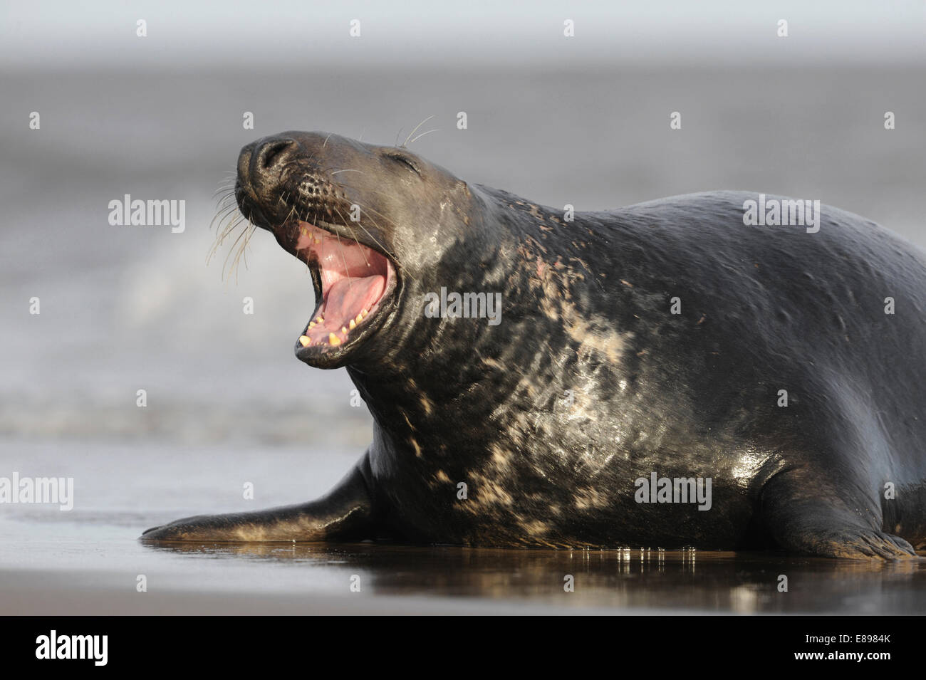 Guarnizione grigio - Halichoerus grypus Foto Stock