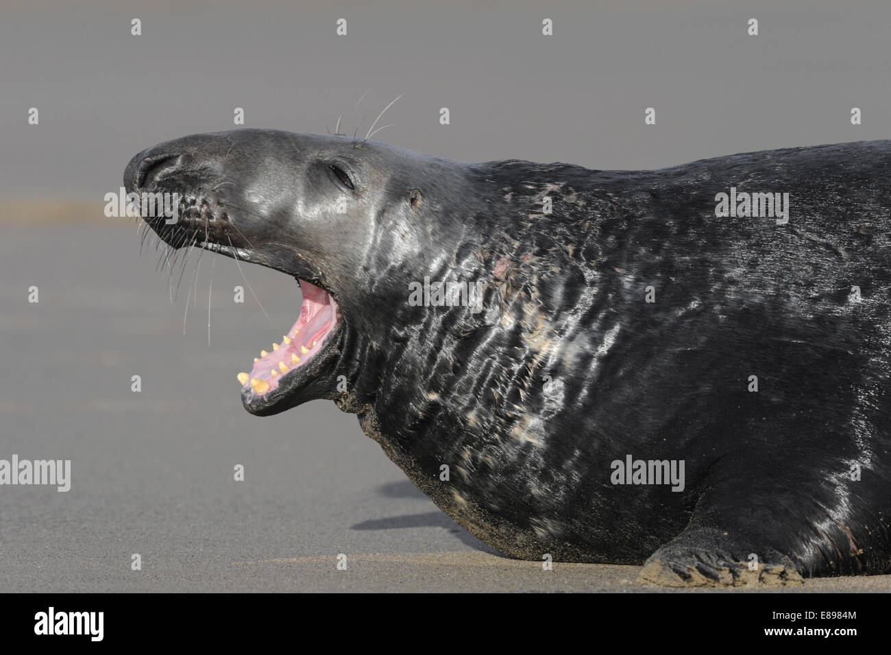 Guarnizione grigio - Halichoerus grypus Foto Stock