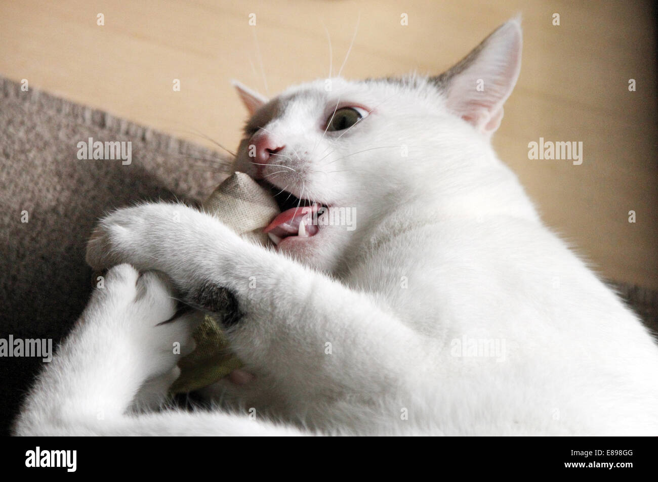 Nuovo Hagen, Germania, cat giace a terra e mordere in una borsa di stoffa Foto Stock