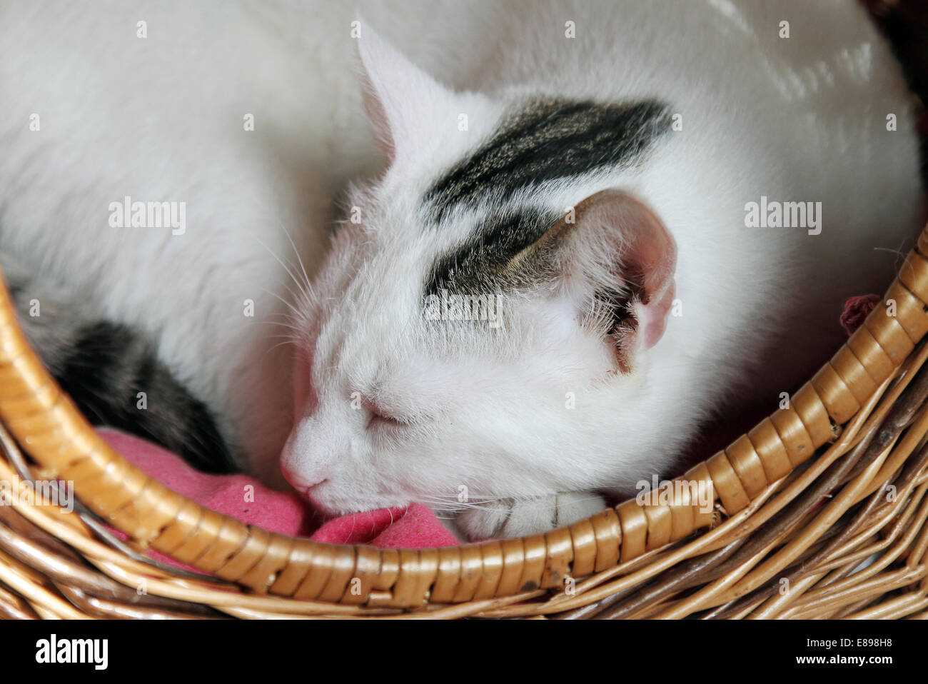 Nuovo Hagen, Germania, gatto dorme rannicchiato in un cesto cat Foto Stock