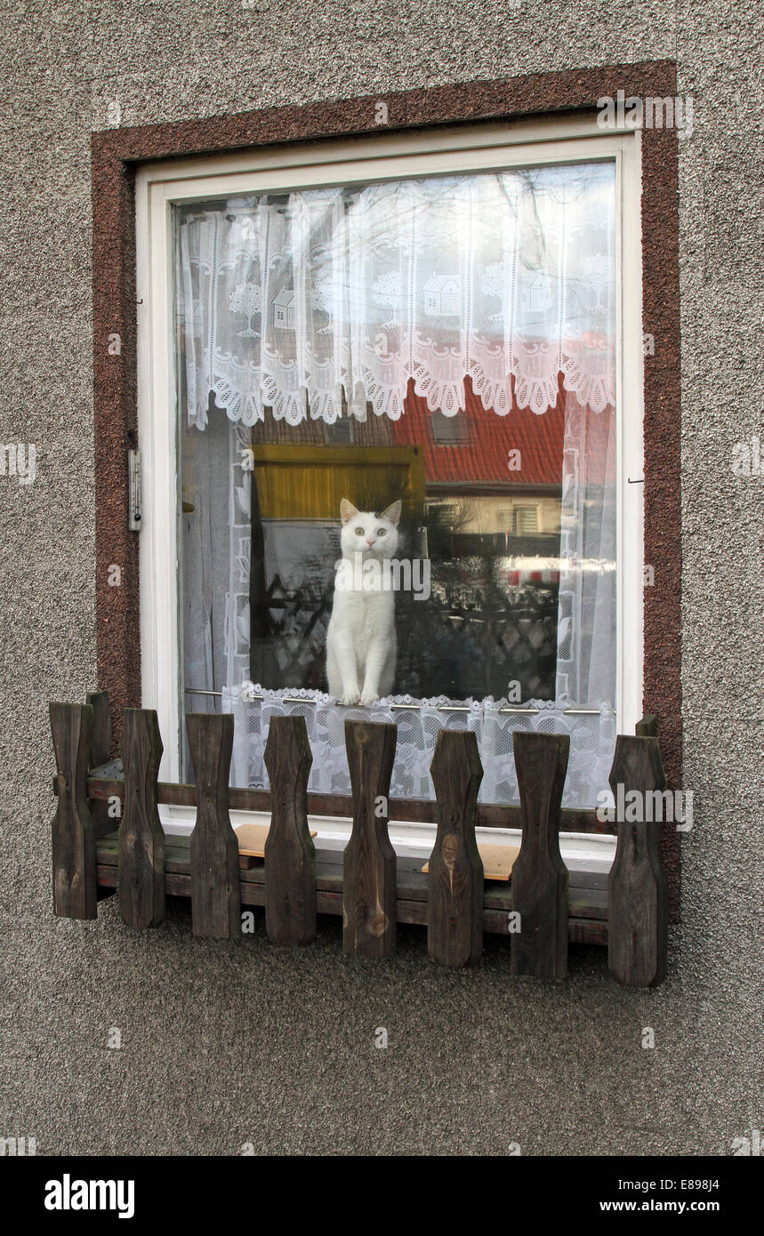 Nuovo Hagen, Germania, cat curiosamente guardando fuori della finestra Foto Stock