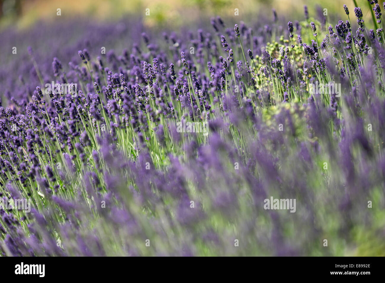 Una stretta immagine focalizzata della fioritura di lavanda e crescente che fiorisce in una riga Foto Stock