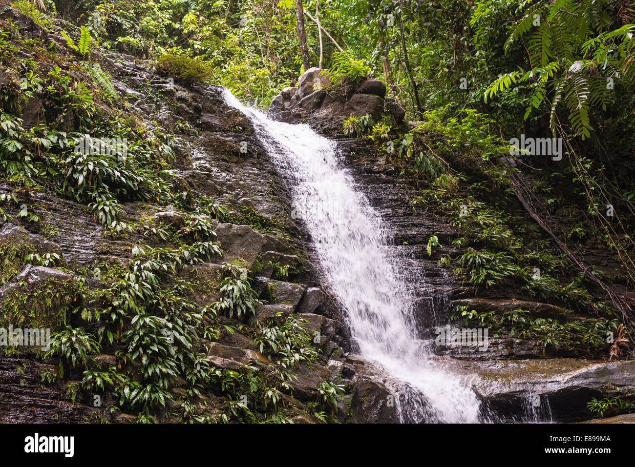 Maestose cascate nella densa foresta pluviale di Kubah National Park, West sarawak, Borneo Malese. Foto Stock
