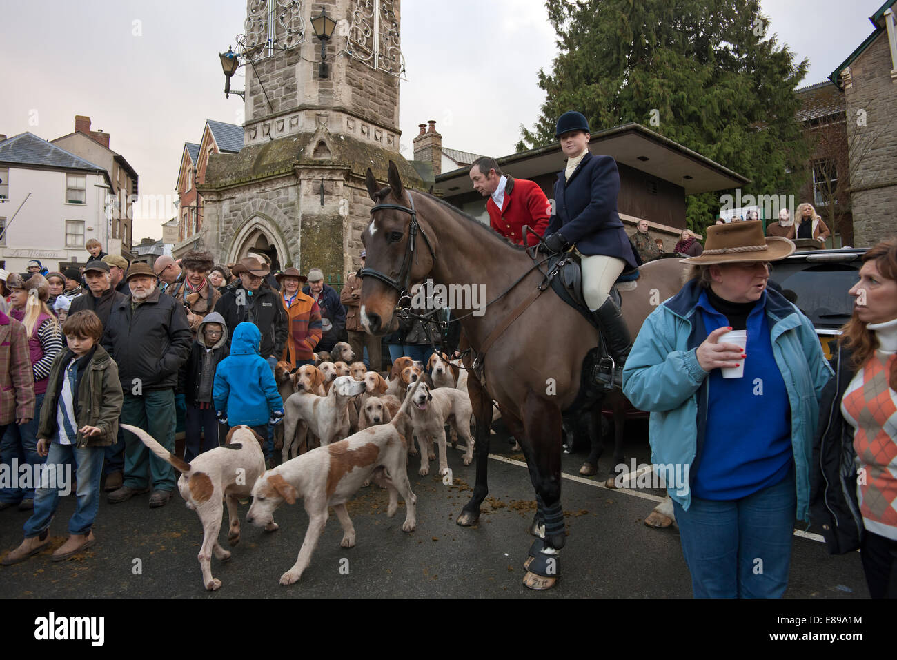 Fox hounds a Hay on Wye hunt soddisfare sul Boxing day Foto Stock