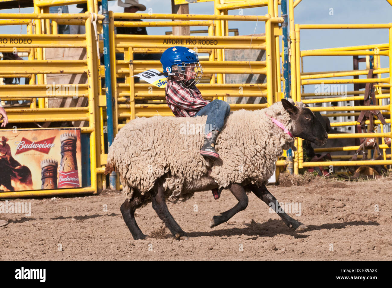 Bambino in sella a una pecora, montone rompendosi, Airdrie Rodeo, Airdrie, Alberta, Canada Foto Stock