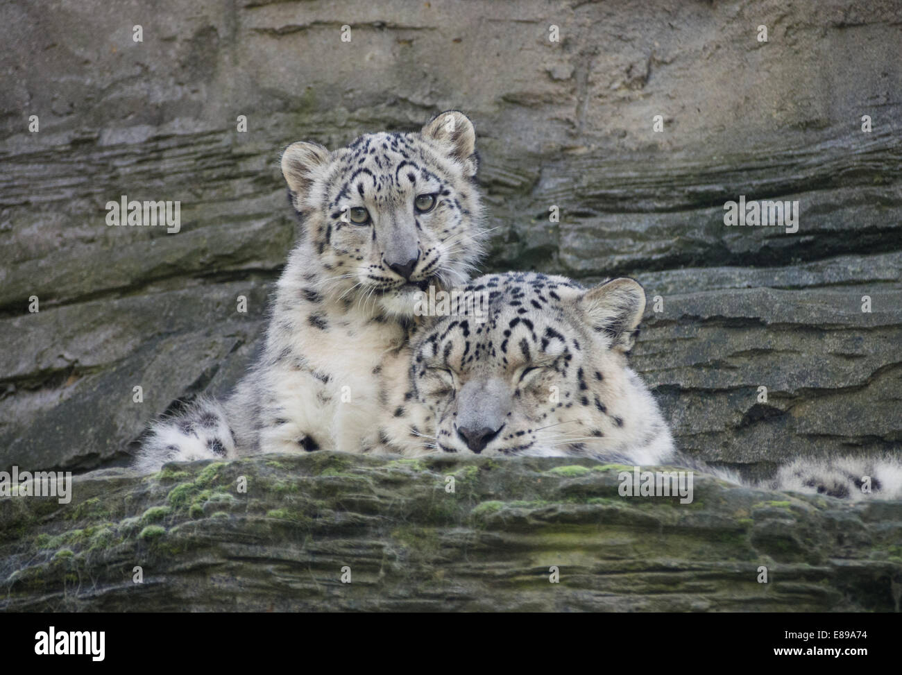 I leopardi delle nevi, madre e cub sulla mensola Foto Stock