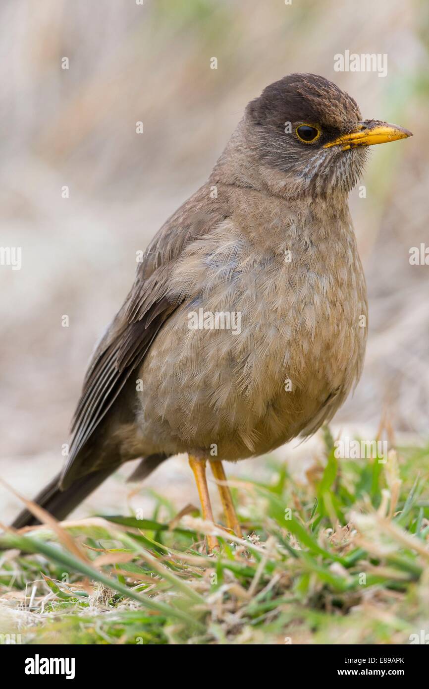 Un Tordo Falkland in piedi sul suolo. Foto Stock